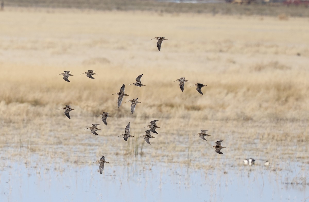 Wilson's Snipe - ML645494829