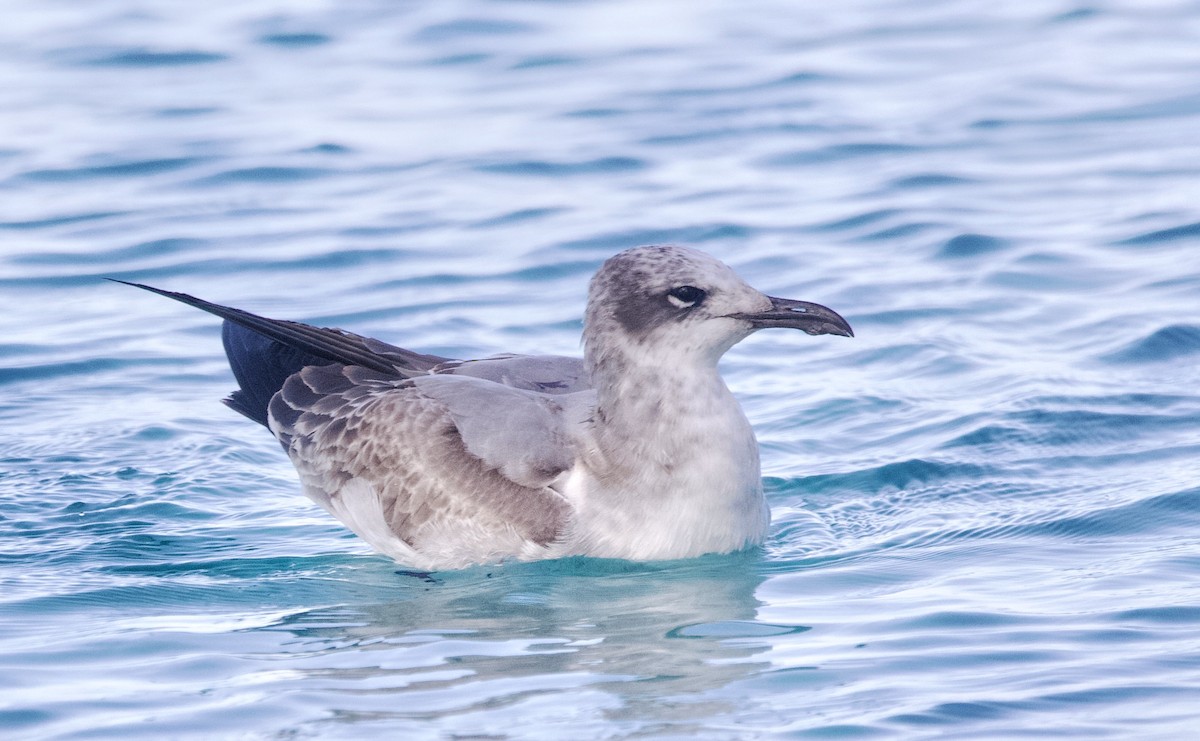 Laughing Gull - ML645494832