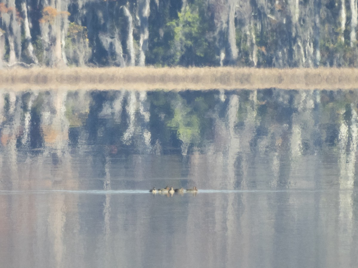 Green-winged Teal - ML645494840