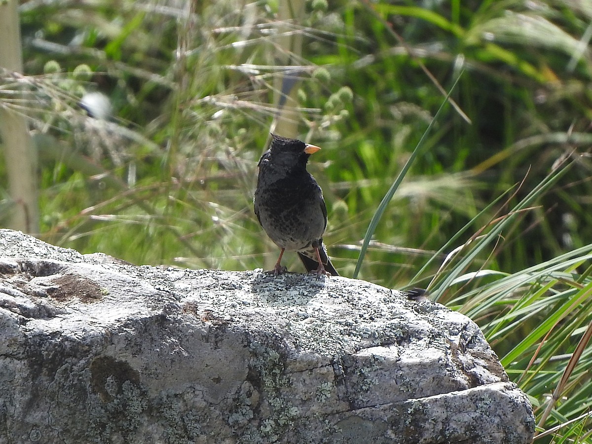 Mourning Sierra Finch - ML645494841
