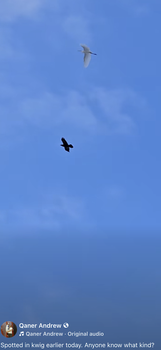 Цасч дэглий - ML645494842