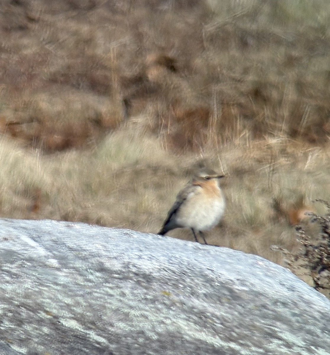 Northern Wheatear - ML645494849