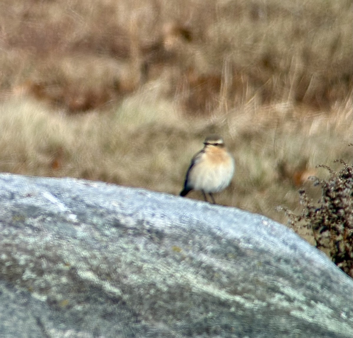 Northern Wheatear - ML645494850