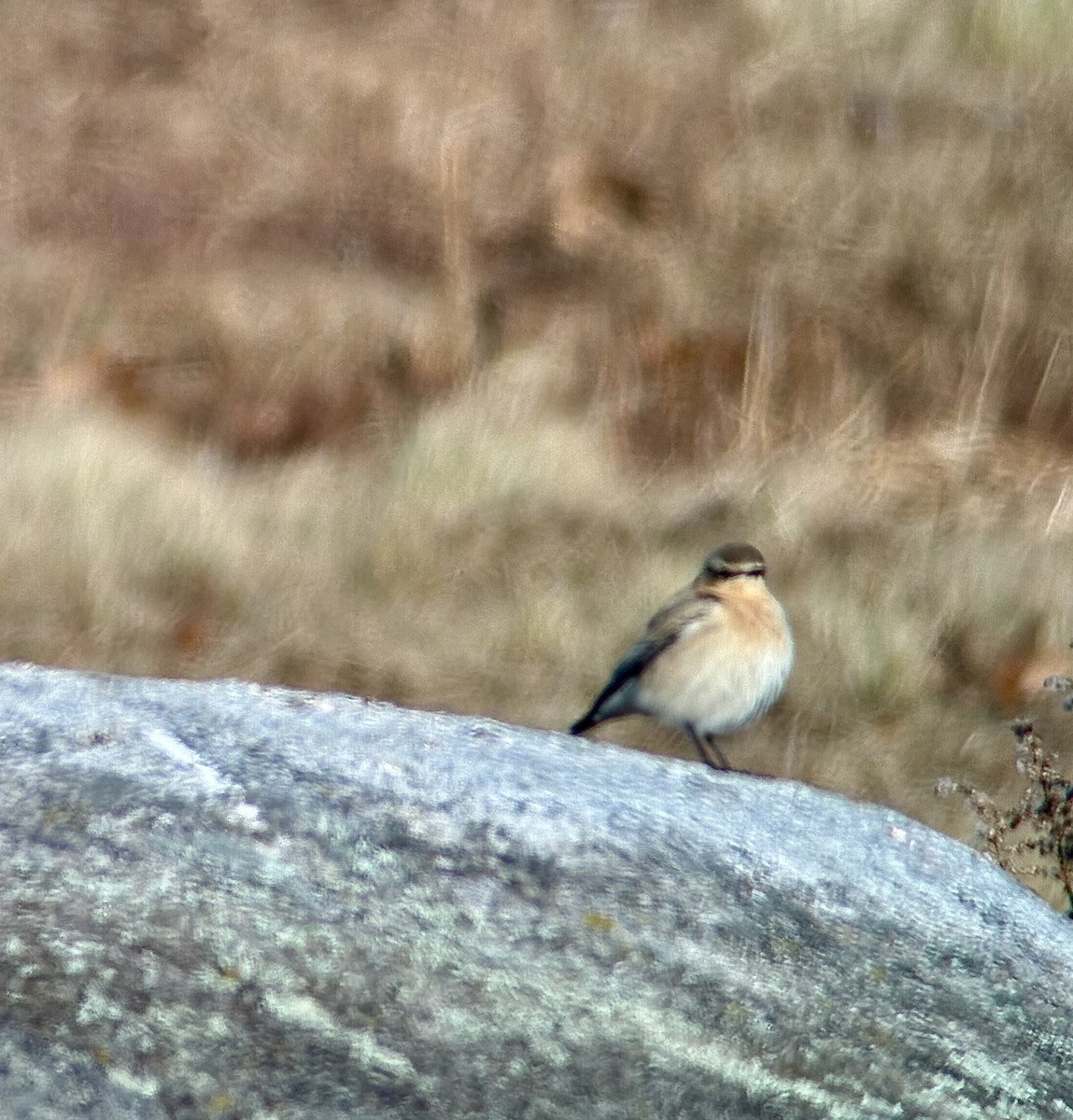 Northern Wheatear - ML645494851