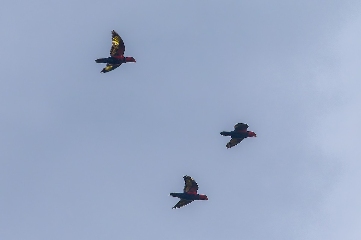 オトメズグロインコ - ML645494860