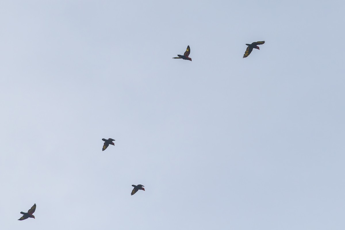 オトメズグロインコ - ML645494861