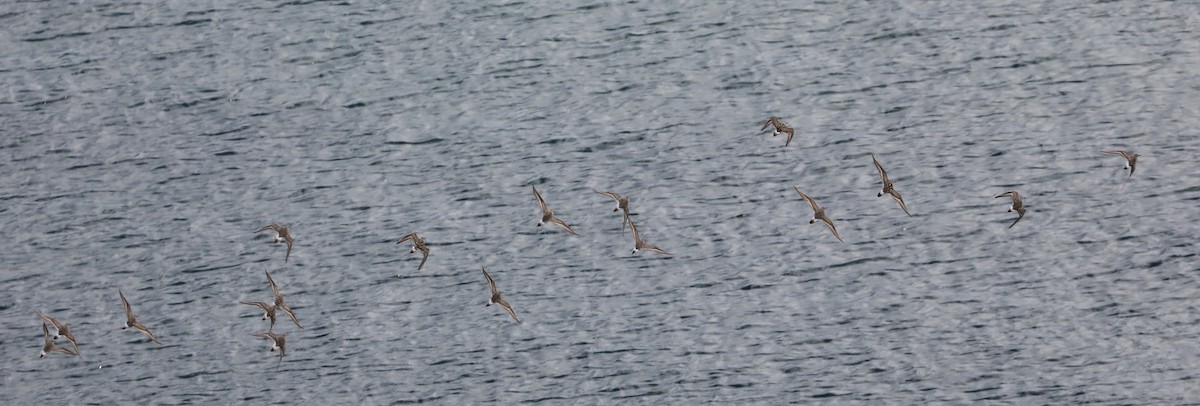 Weißbürzel-Strandläufer - ML645494862