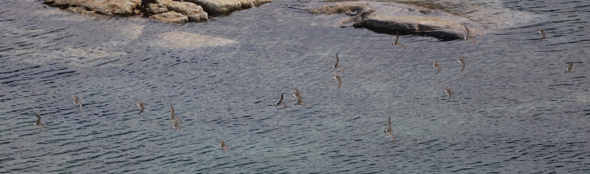 Weißbürzel-Strandläufer - ML645494863