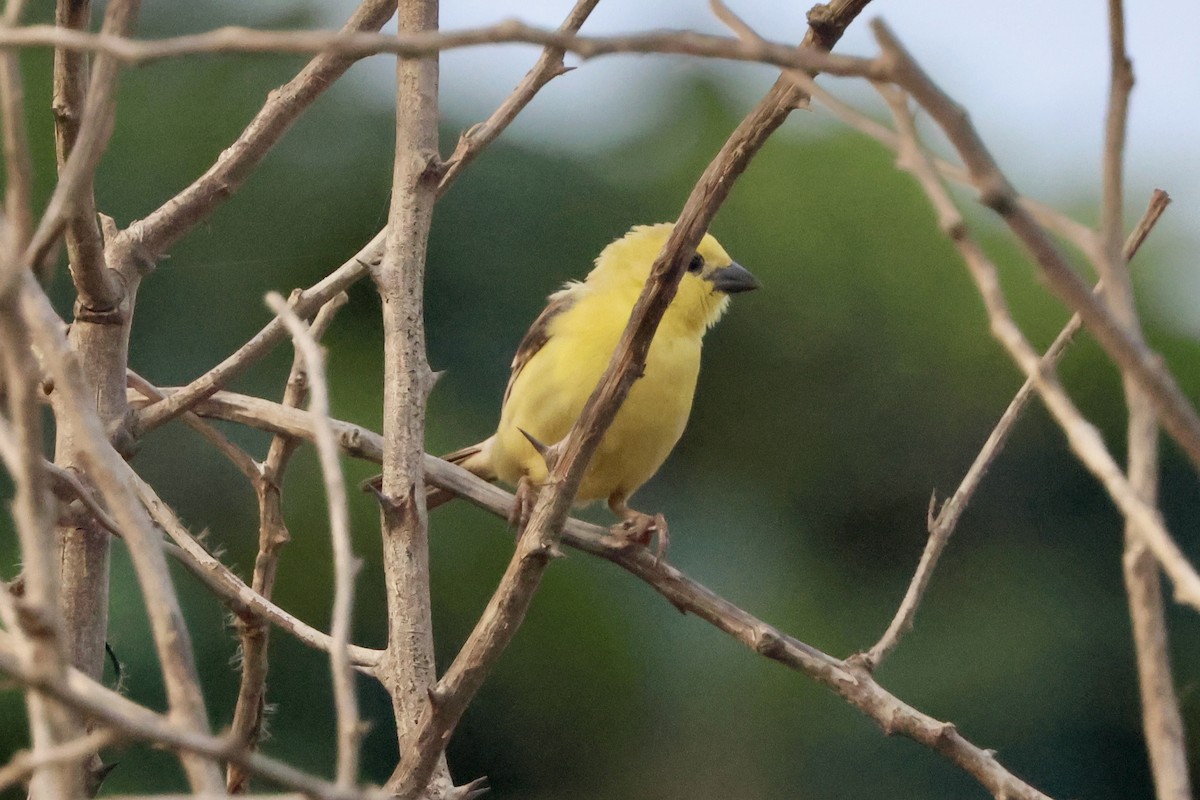 Sudan Golden Sparrow - ML645494864