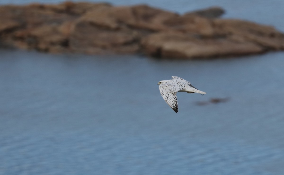 jaktfalk - ML645494867