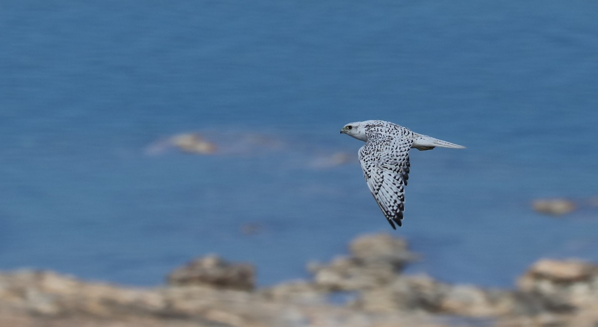 jaktfalk - ML645494868