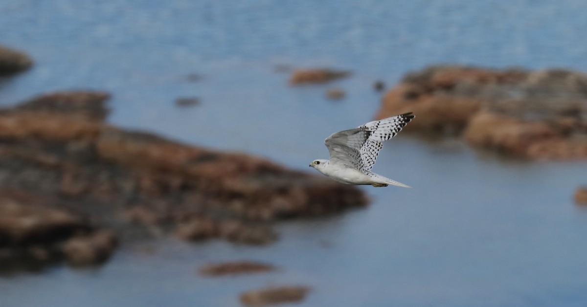 jaktfalk - ML645494870