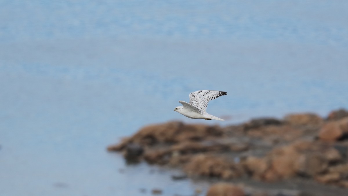 jaktfalk - ML645494871