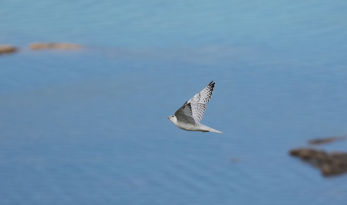 jaktfalk - ML645494872