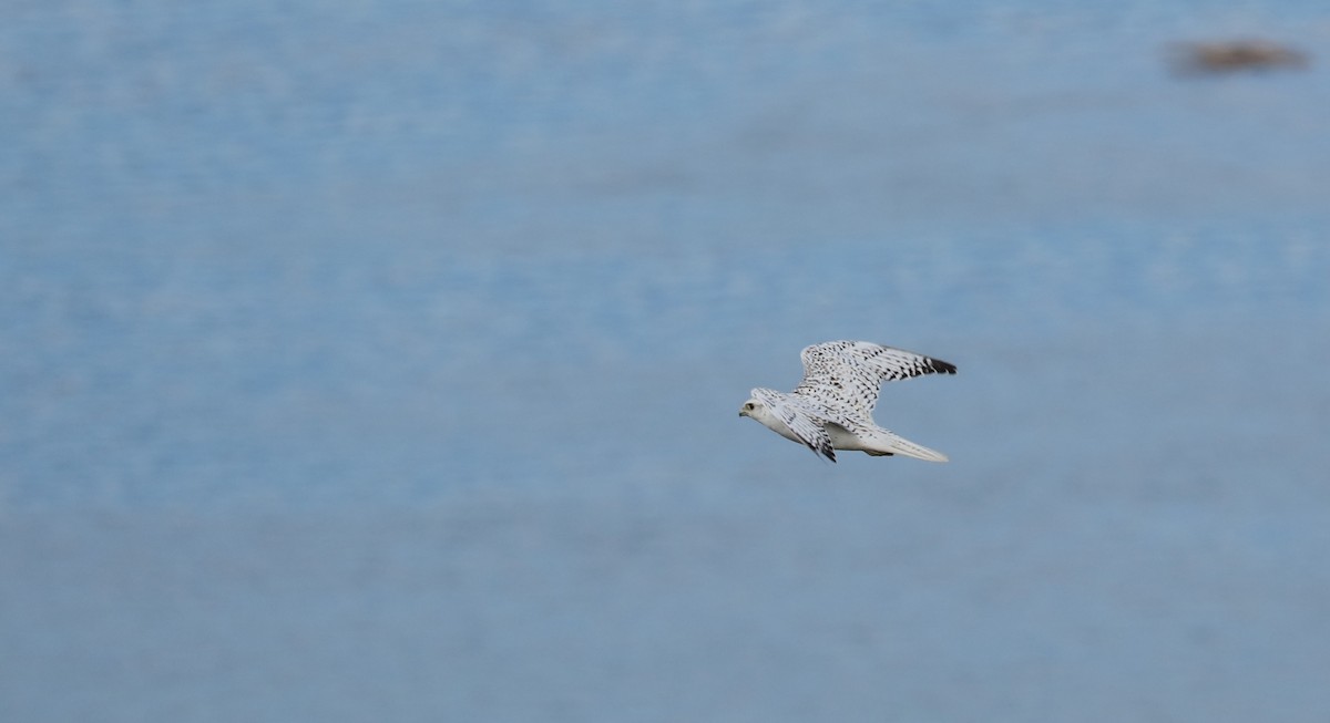 jaktfalk - ML645494873