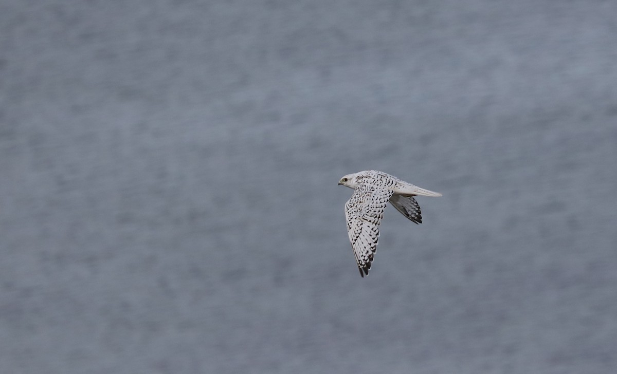 jaktfalk - ML645494874