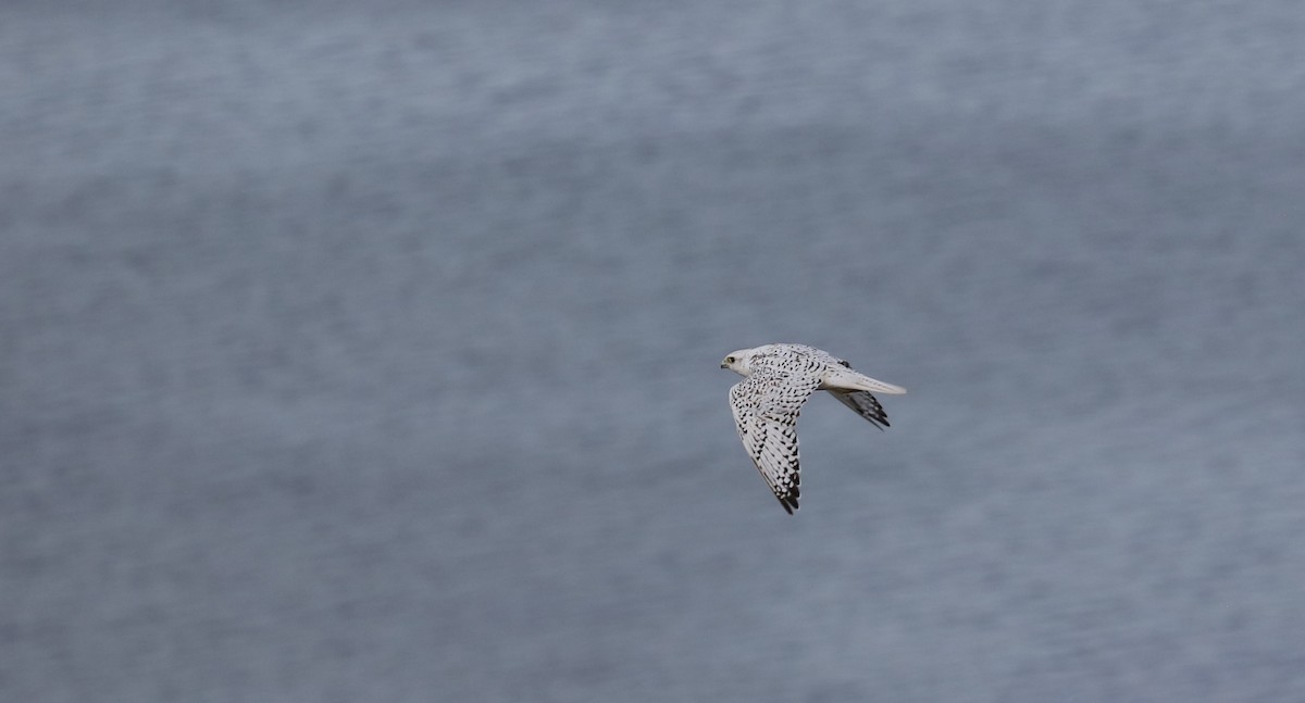 jaktfalk - ML645494875