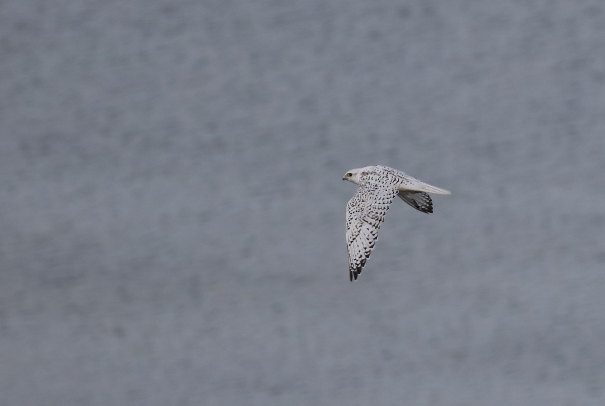 jaktfalk - ML645494876