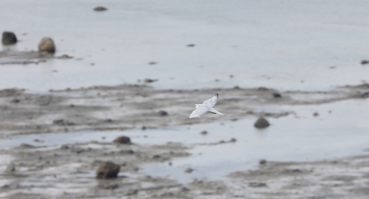 jaktfalk - ML645494877