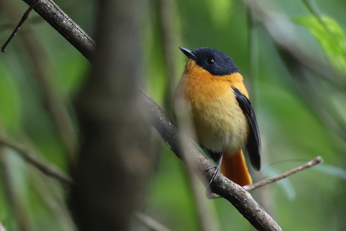 Black-and-orange Flycatcher - ML645494890