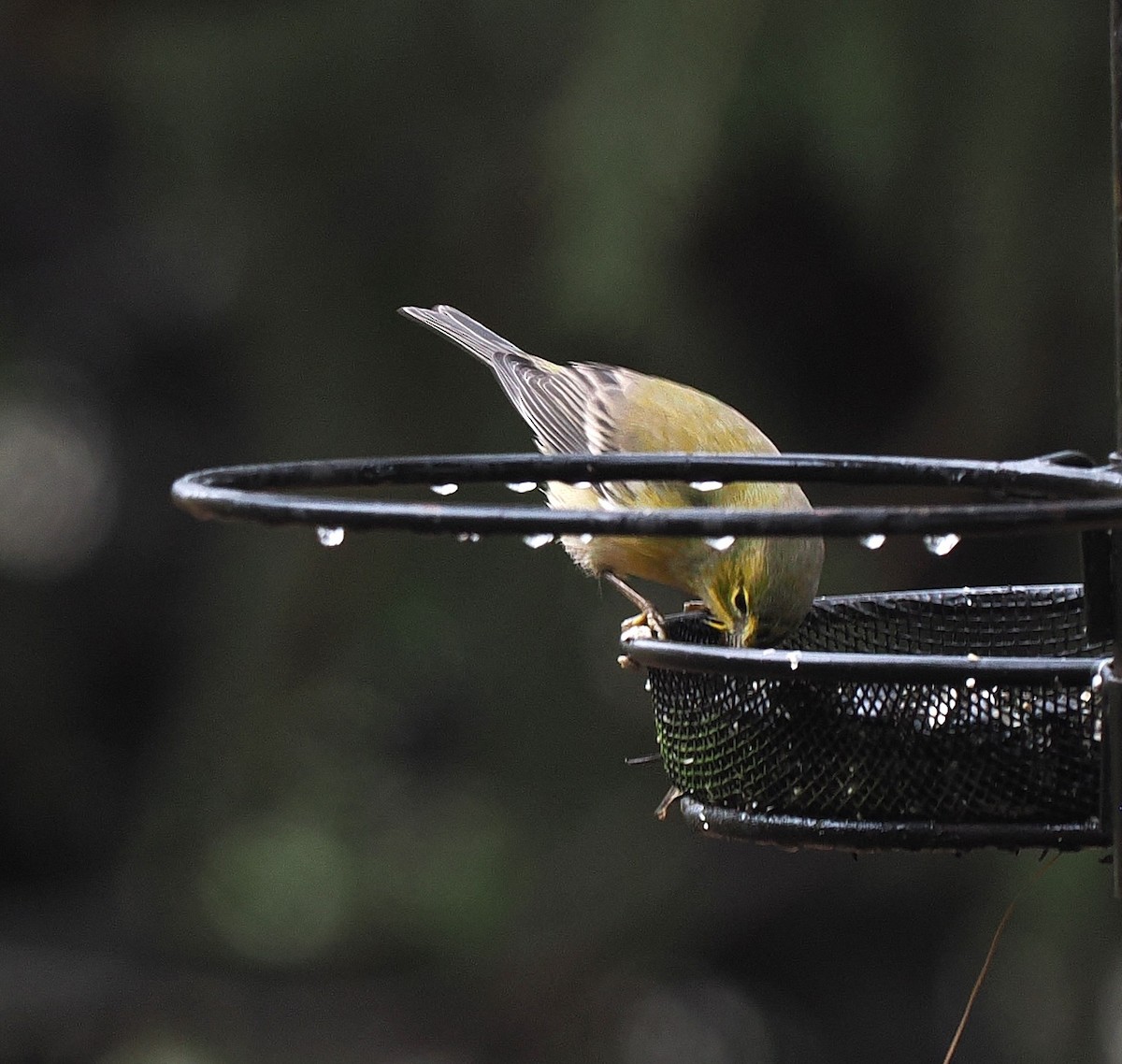 Pine Warbler - ML645494892