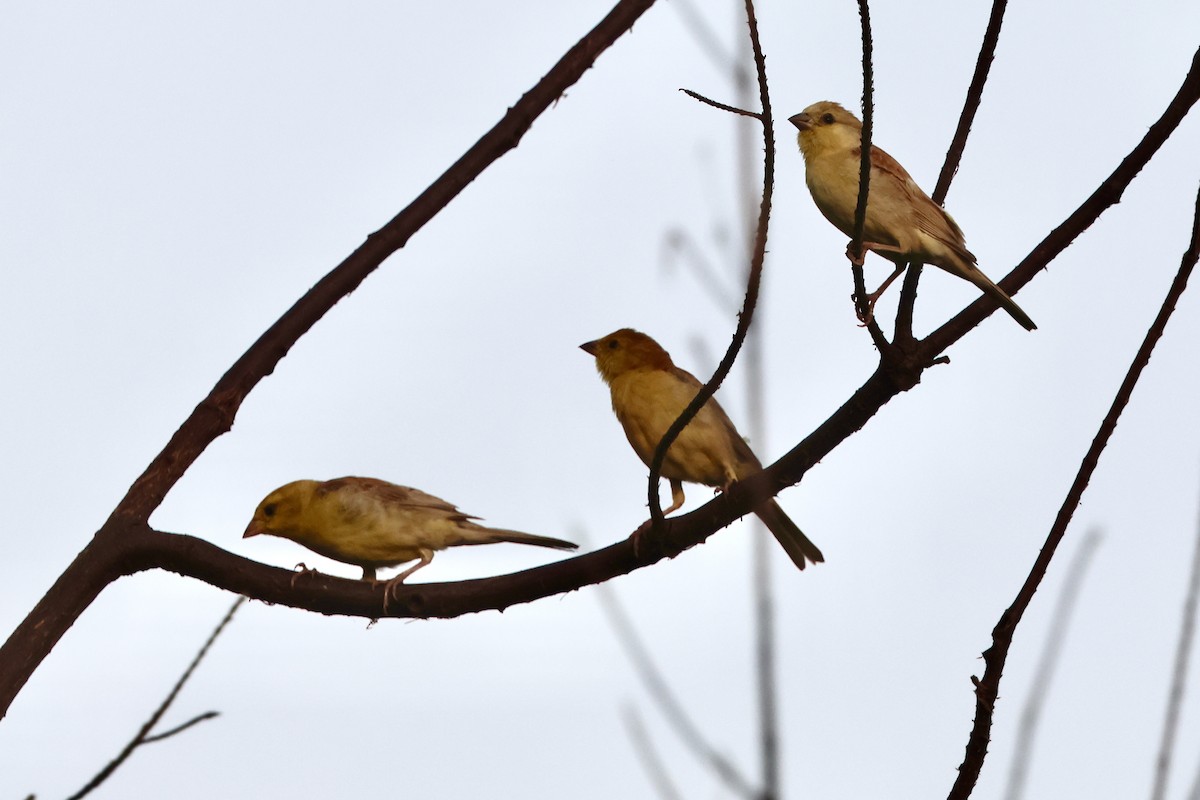 Sudan Golden Sparrow - ML645494894