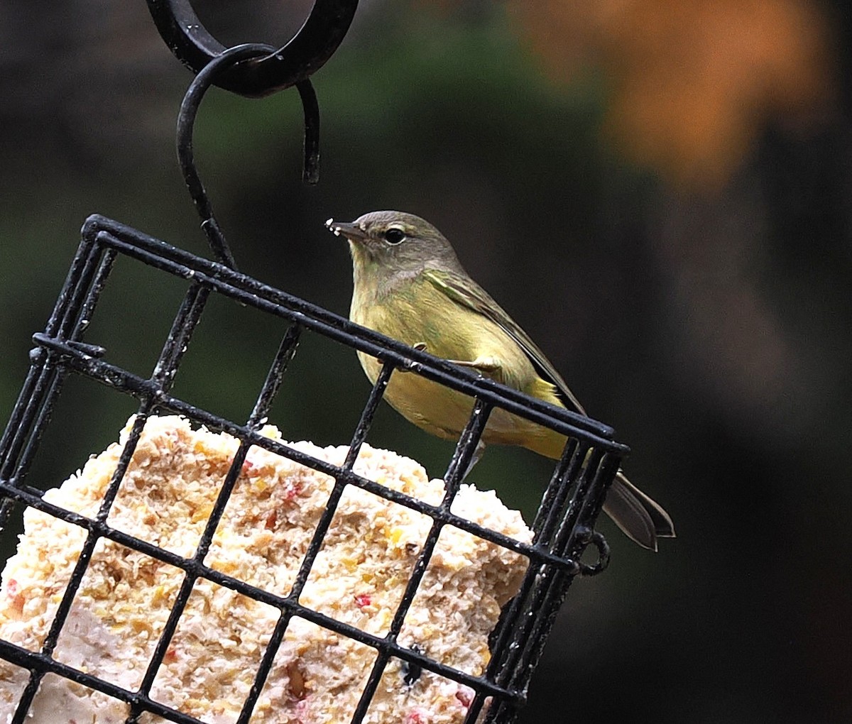 Orange-crowned Warbler - ML645494895