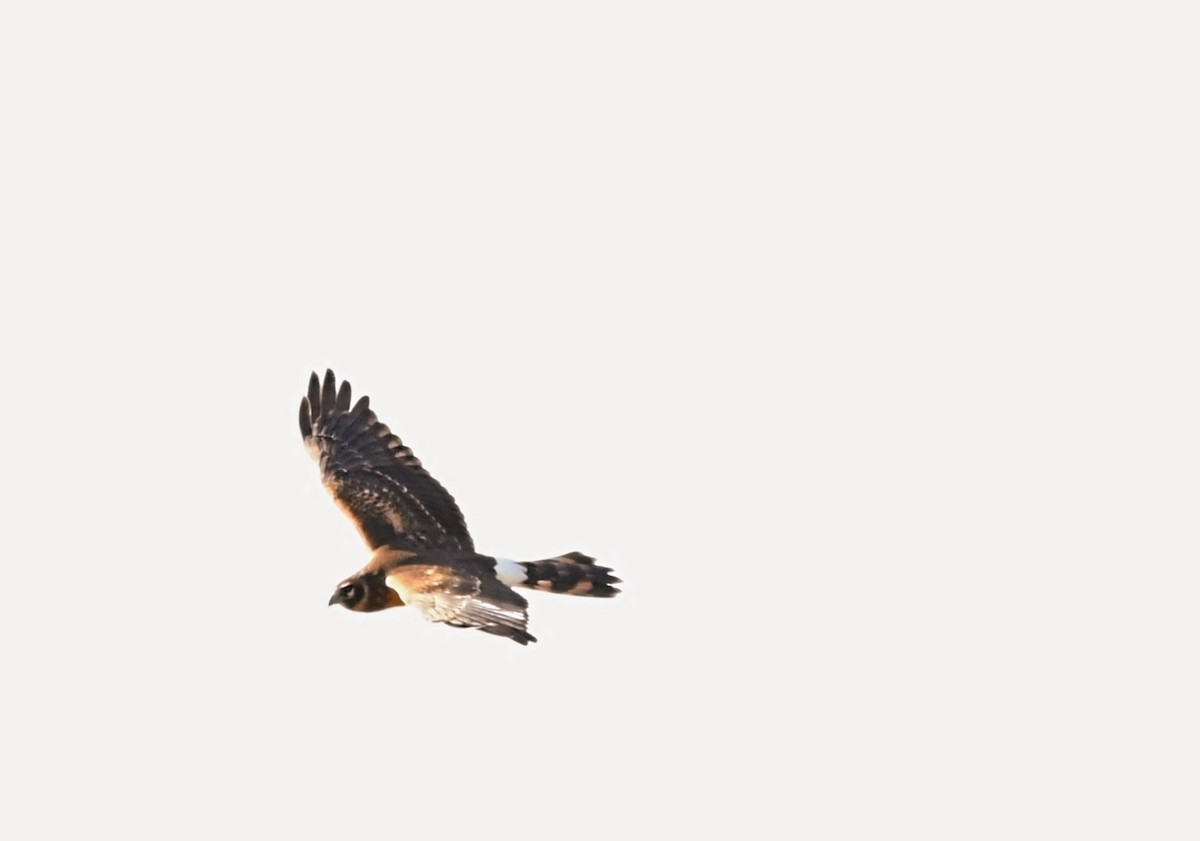 Northern Harrier - ML645494896