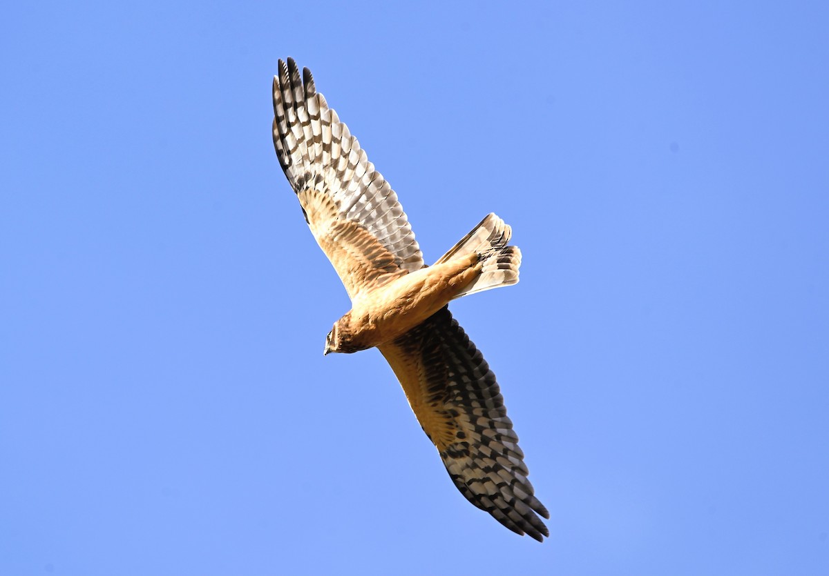 Northern Harrier - ML645494897