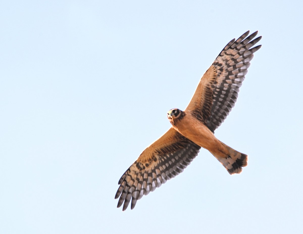 Northern Harrier - ML645494898