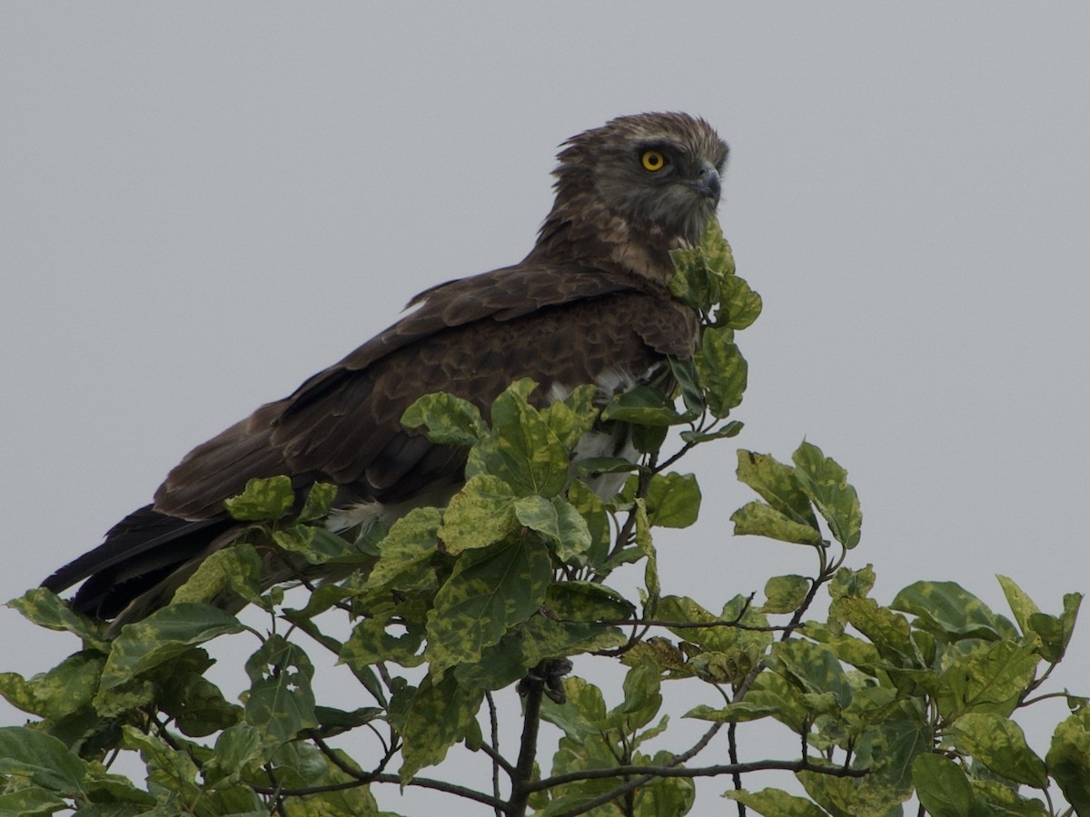 Black-chested Snake-Eagle - ML645494899