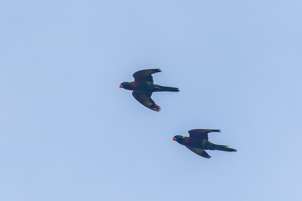 Coconut Lorikeet - ML645494900