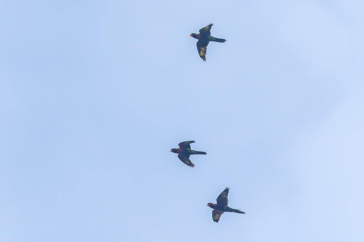 Coconut Lorikeet - ML645494901