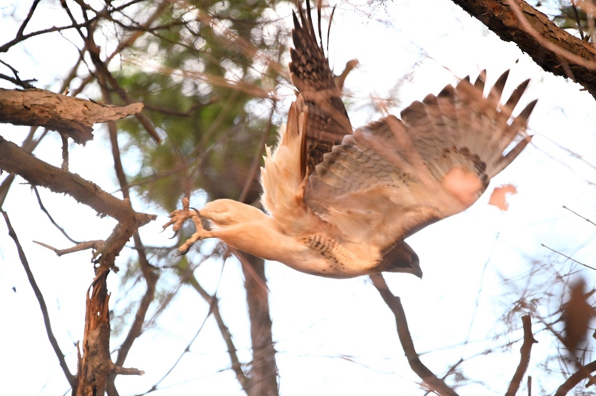 Red-tailed Hawk - ML645494903