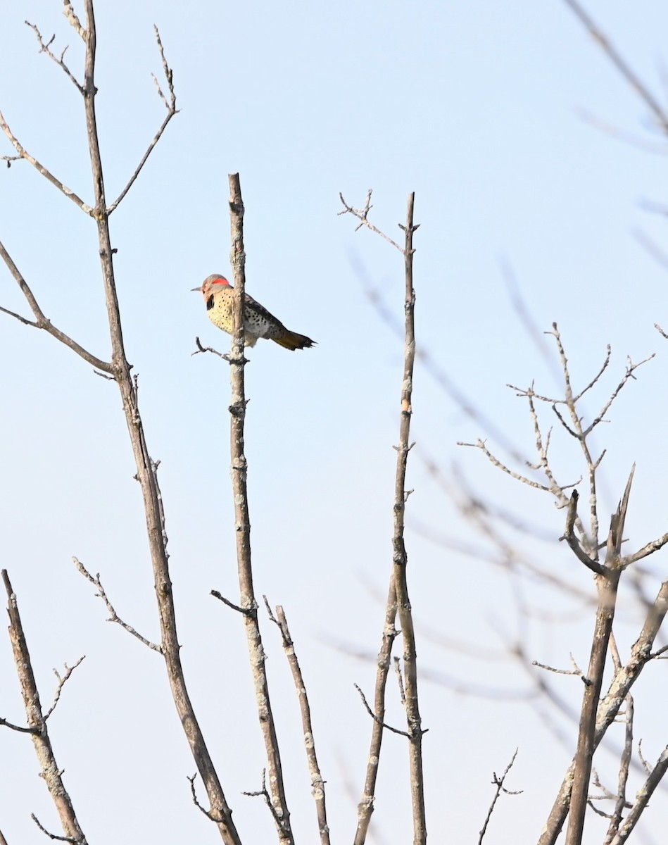 Northern Flicker - ML645494906