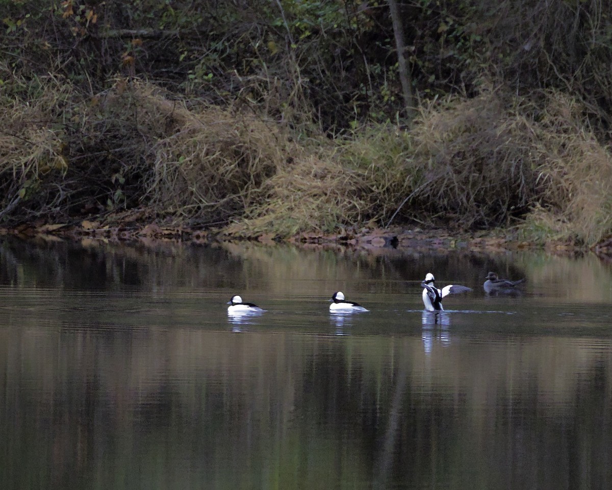 hohol bělavý - ML645494907