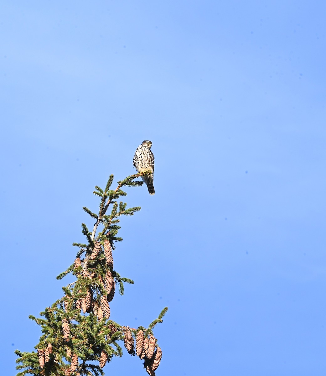 灰背隼 - ML645494910