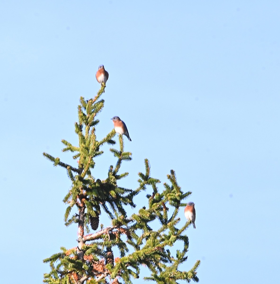 Eastern Bluebird - ML645494911