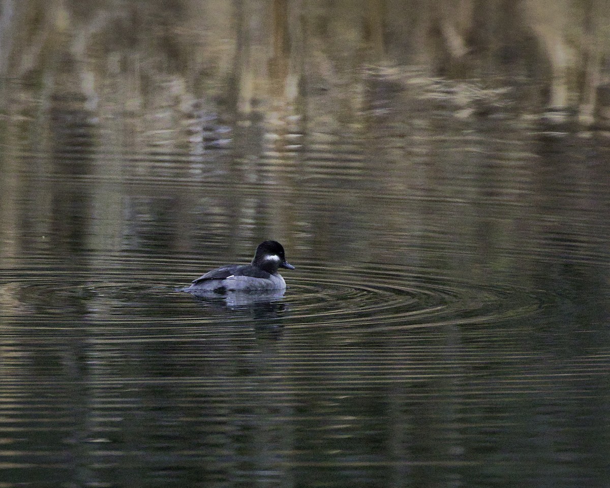 hohol bělavý - ML645494913