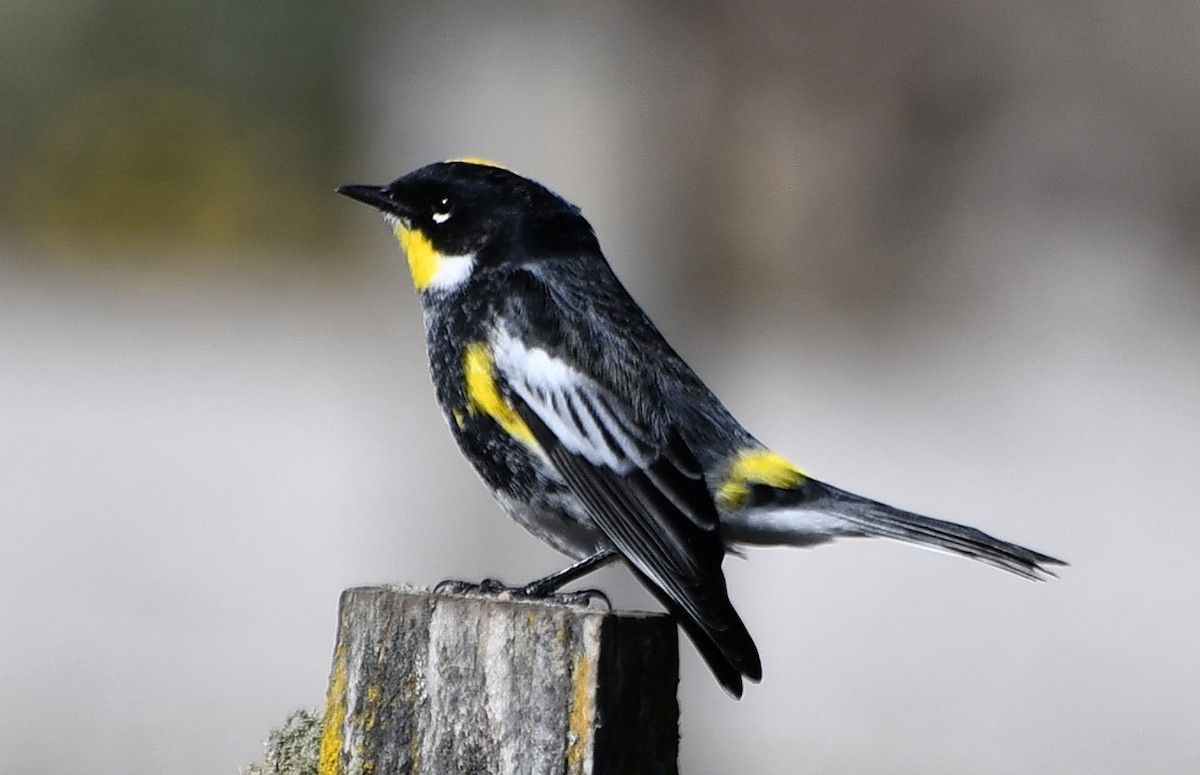 Yellow-rumped Warbler (Goldman's) - ML645494916