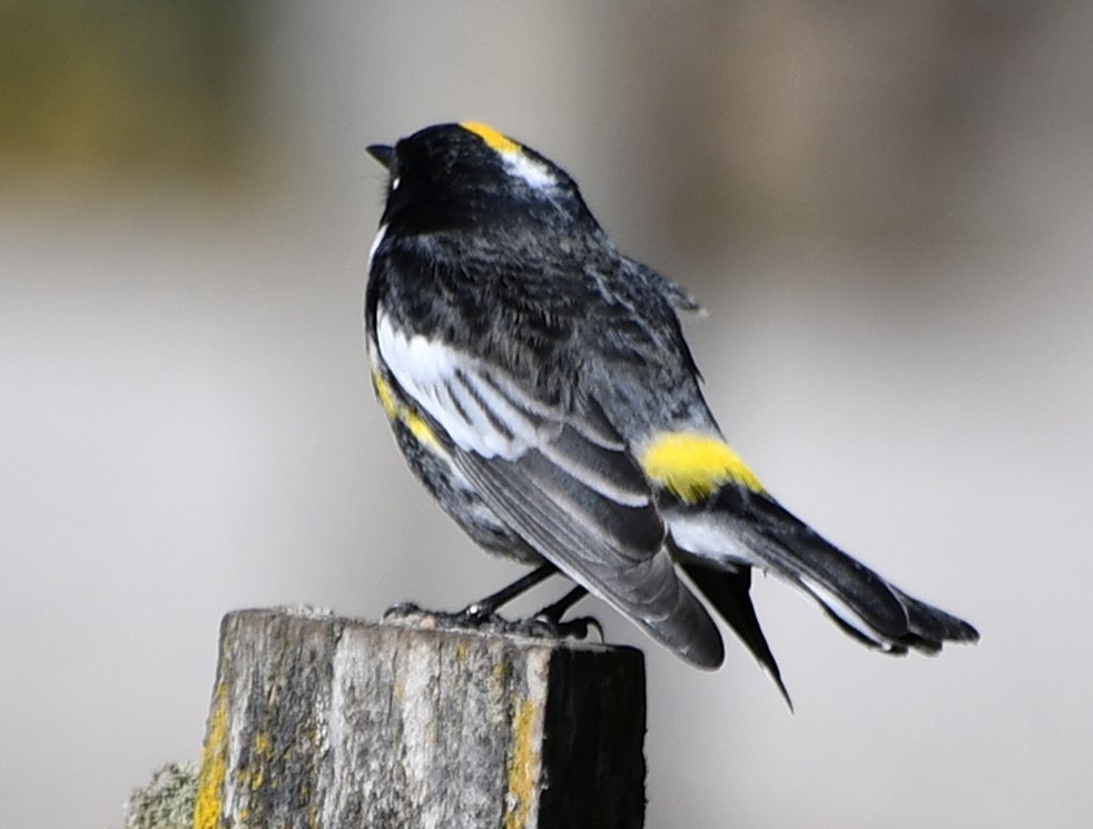 Yellow-rumped Warbler (Goldman's) - ML645494923