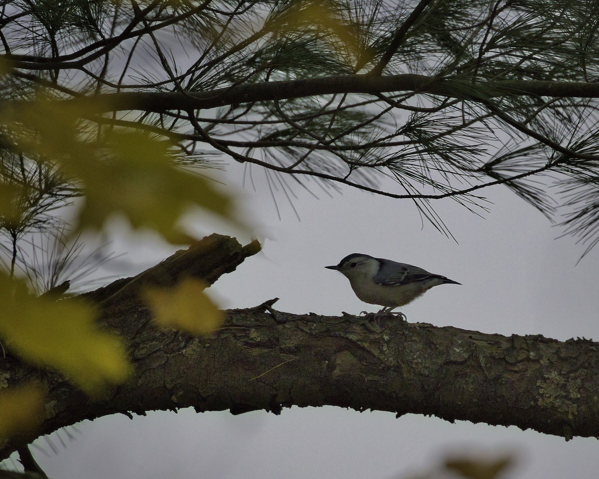 brhlík běloprsý - ML645494926