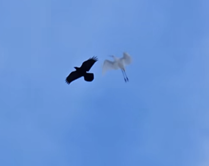 Цасч дэглий - ML645494928