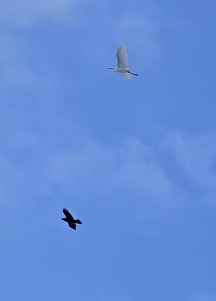 Цасч дэглий - ML645494929