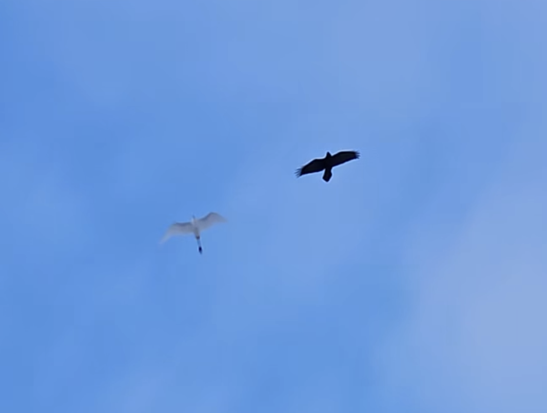 Цасч дэглий - ML645494930