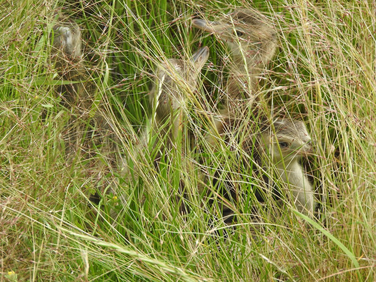 Greater Rhea - ML645494938