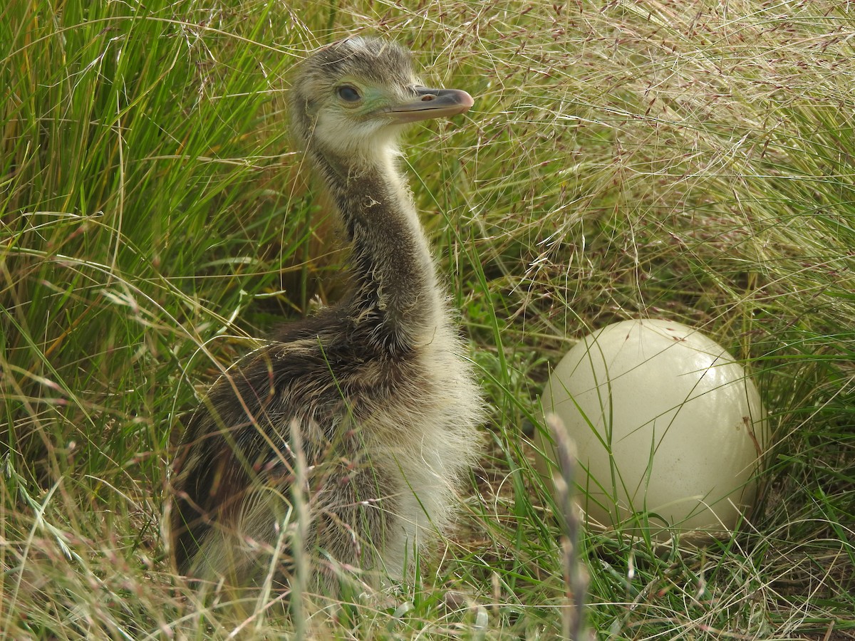 Greater Rhea - ML645494939