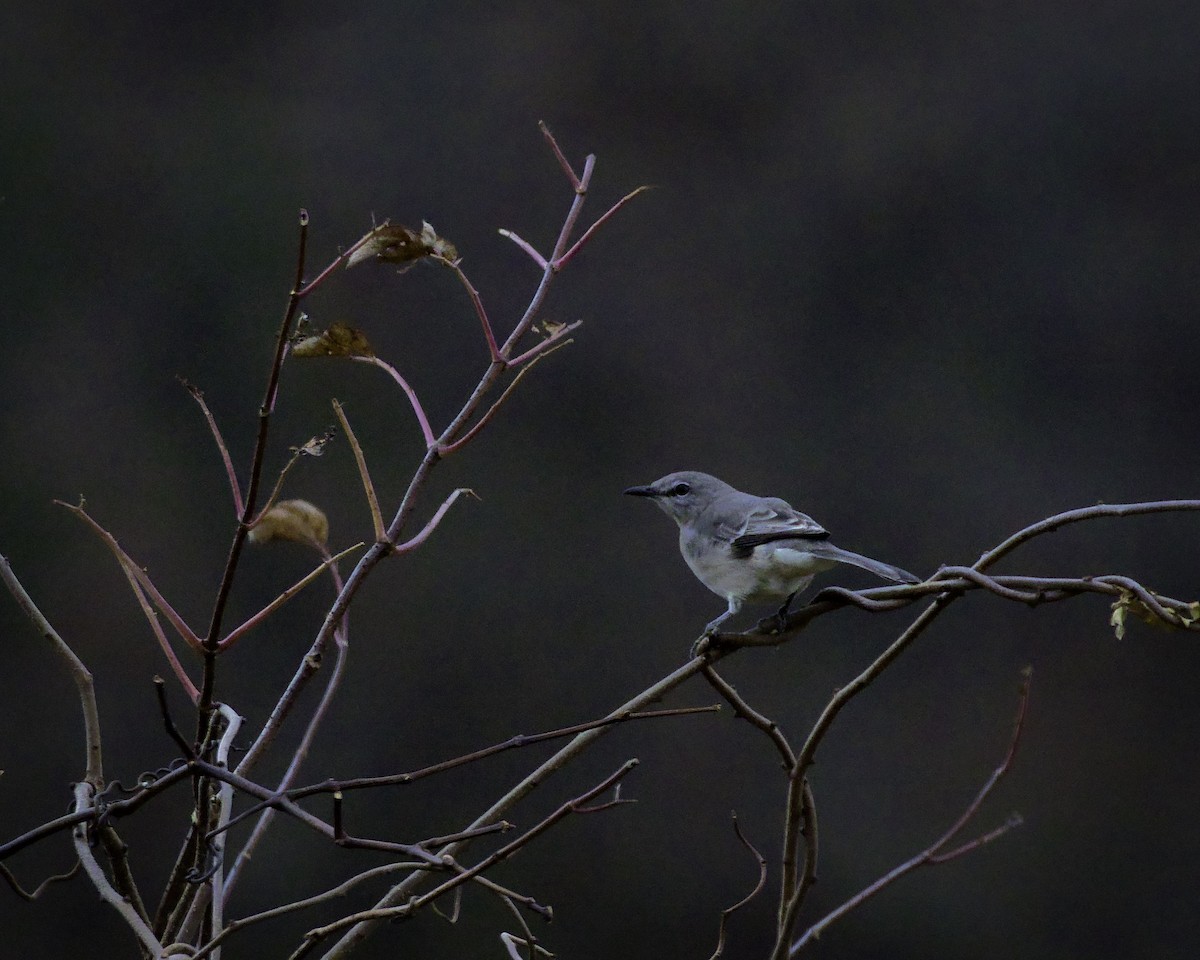 drozdec mnohohlasý - ML645494940