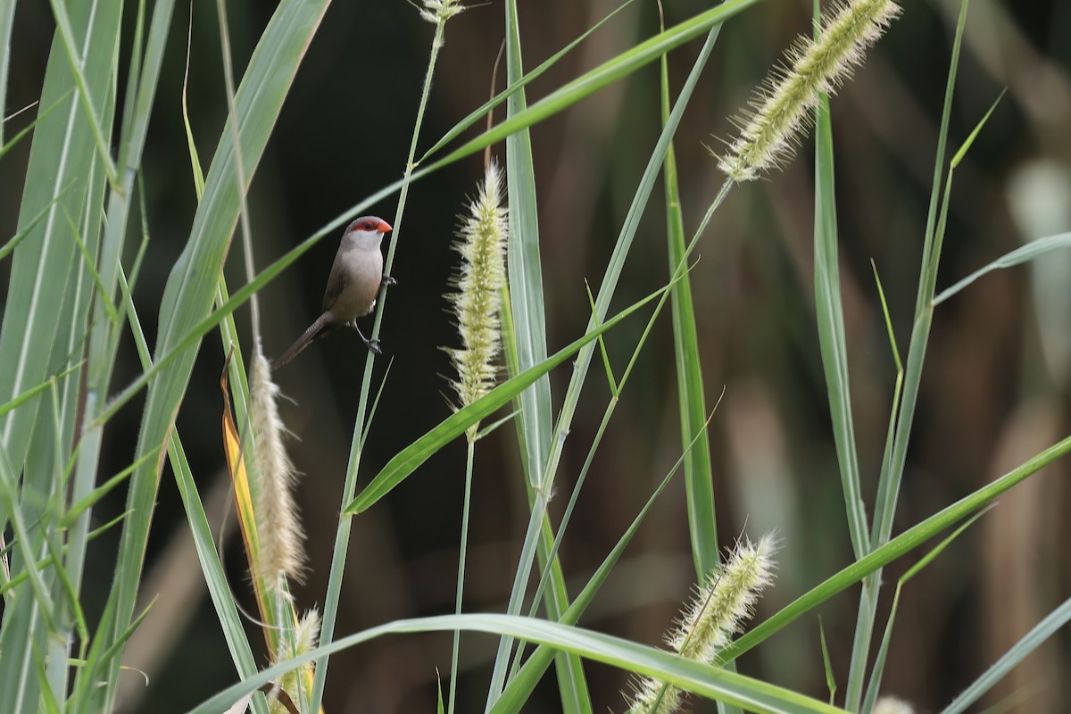 Common Waxbill - ML645494953