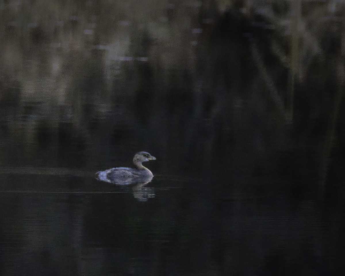 potápka americká - ML645494954